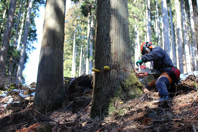森林整備事業・特殊伐採事業
